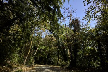 Bir dağda, üzerinde ağaçlar olan bir ormanda yükselen gölgeli yol.