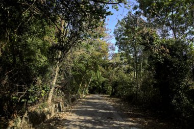 Bir dağda, üzerinde ağaçlar olan bir ormanda yükselen gölgeli yol.