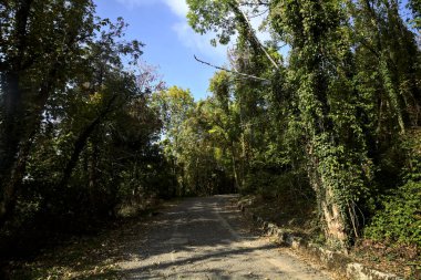 Bir dağda, üzerinde ağaçlar olan bir ormanda yükselen gölgeli yol.
