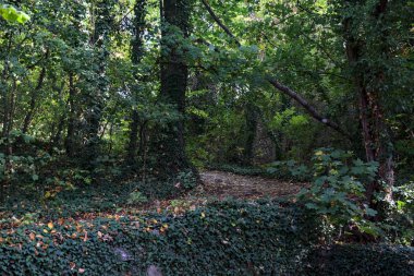 Uzak bir ormanda ağaçların arasından görünen gölgeli bir patika.