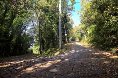 Sonbaharda bir dağda, ormanın ortasında bir yolda kıvrıl.