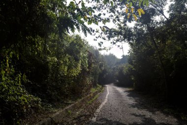 Ağaçlarla çevrili açık ve parlak gökyüzü olan bir ormanda yol.