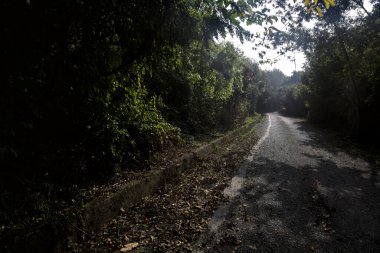 Ağaçlarla çevrili açık ve parlak gökyüzü olan bir ormanda yol.