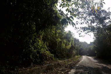 Ağaçlarla çevrili açık ve parlak gökyüzü olan bir ormanda yol.