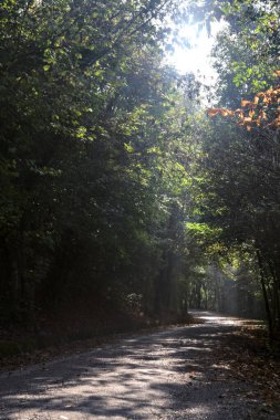 Ağaçların arasından geçen güneş ışınları ve tepesinde ağaçlar olan bir ormanda yol.