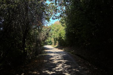 Ağaçlarla çevrili açık ve parlak gökyüzü olan bir ormanda yol.