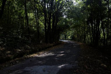 Sonbaharda ormanın ortasında gölgeli bir yol