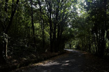 Sonbaharda ormanın ortasında gölgeli bir yol