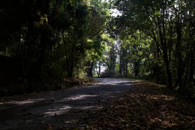 Ağaçlarla çevrili açık ve parlak gökyüzü olan bir ormanda yol.