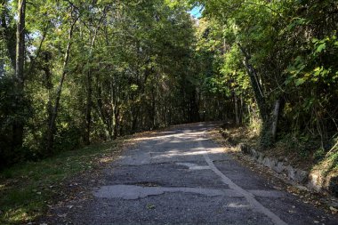 Bir dağda, üzerinde ağaçlar olan bir ormanda yükselen gölgeli yol.