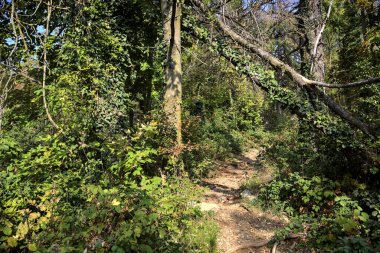 Dağdaki bir ormanda, bir kemer yapan devrilmiş bir ağaç var.