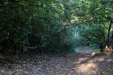 Sonbaharda dağdaki bir ormanda yapraklarla kaplı toprak yol.