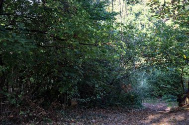 Sonbaharda dağdaki bir ormanda yapraklarla kaplı toprak yol.