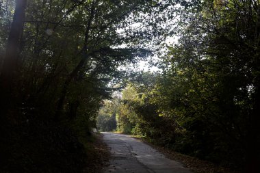 Sonbaharda bir dağın tepesinde ağaçlardan yapılmış bir kemer tarafından çerçevelenmiş bir yol.