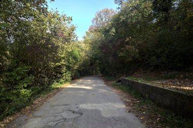 Ağaçlarla çevrili açık ve parlak gökyüzü olan bir ormanda yol.