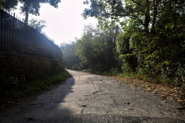 Ağaçlarla çevrili açık ve parlak gökyüzü olan bir ormanda yol.