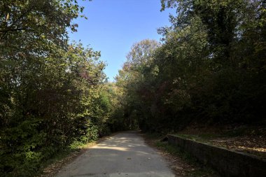 Ağaçlarla çevrili açık ve parlak gökyüzü olan bir ormanda yol.