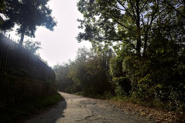 Ağaçlarla çevrili açık ve parlak gökyüzü olan bir ormanda yol.