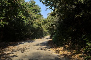 Ağaçlarla çevrili açık ve parlak gökyüzü olan bir ormanda yol.