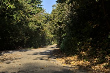 Ağaçlarla çevrili açık ve parlak gökyüzü olan bir ormanda yol.