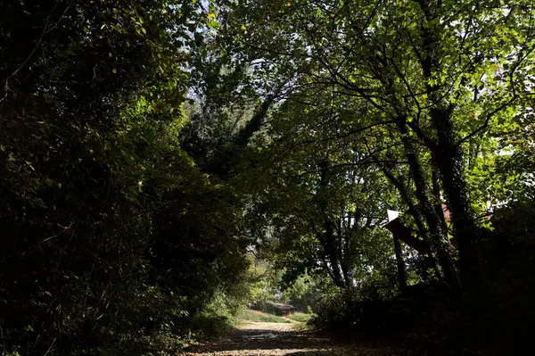 stock image Dirt path with foliage on the ground with trees arching on it