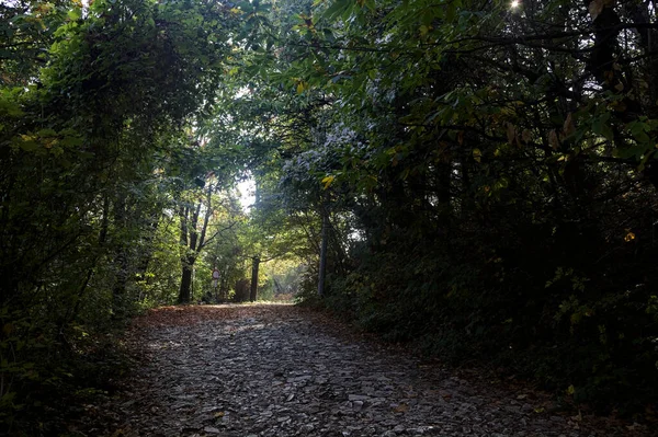 Droga Gruntowa Pod Górę Opadłymi Liśćmi Ziemi Lesie Jesienią — Zdjęcie stockowe