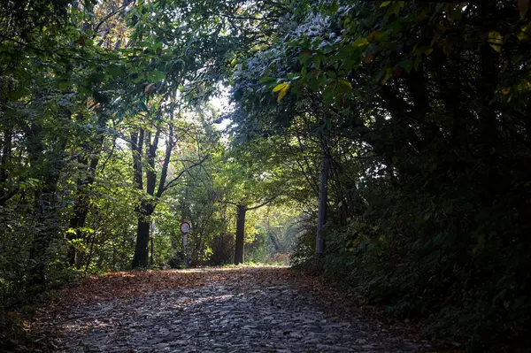 在森林里 用落叶在地上的修整的土路 — 图库照片