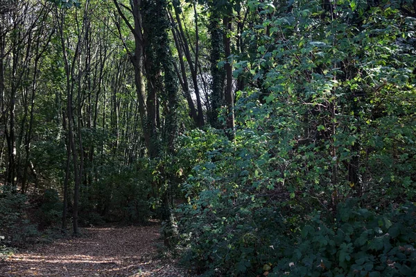 落叶的小径落在森林的地面上 — 图库照片