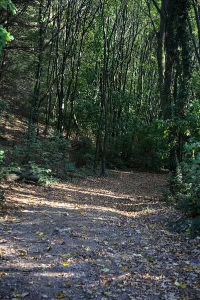 落叶的小径落在森林的地面上 — 图库照片
