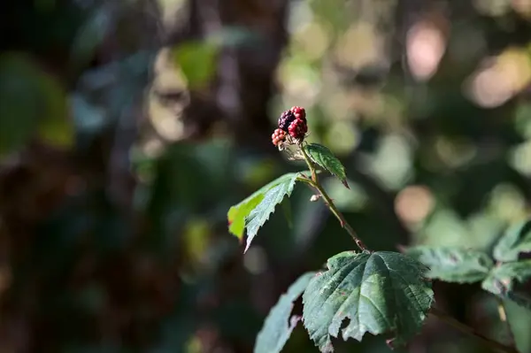 Raspberries Branch Seen Close — Stock Photo, Image