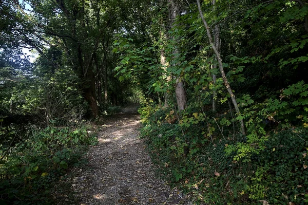 Trail Door Rand Van Een Helling Een Bos Herfst — Stockfoto