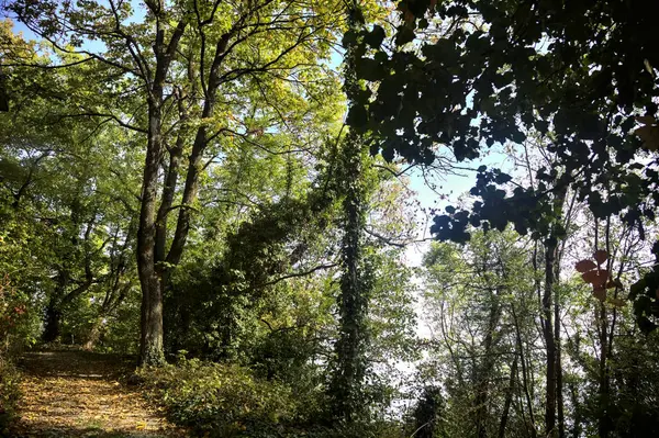 Szlak Wzdłuż Krawędzi Zbocza Lesie Jesienią — Zdjęcie stockowe