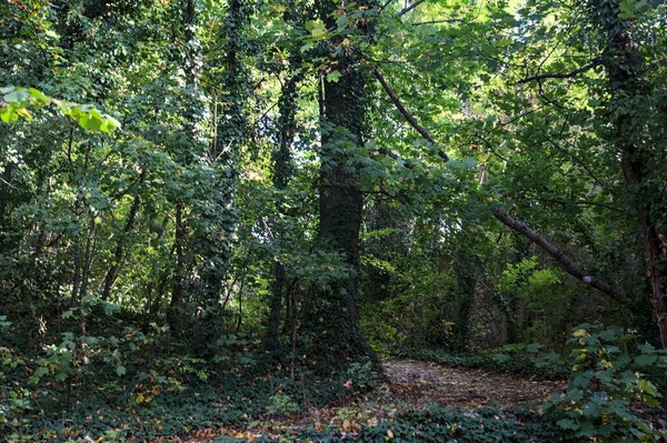 Uzak Bir Ormanda Ağaçların Arasından Görünen Gölgeli Bir Patika — Stok fotoğraf