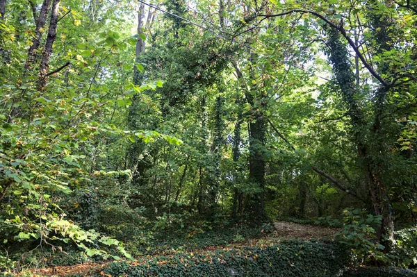 Sentier Ombragé Avec Feuillage Dans Une Forêt Vue Loin — Photo