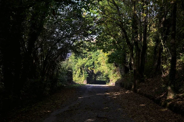 Estrada Uma Floresta Com Árvores Enquadrando Pequeno Bosque Outono — Fotografia de Stock