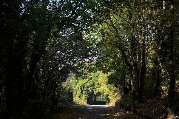 Δρόμος Ένα Δάσος Δέντρα Που Πλαισιώνουν Ένα Μικρό Άλσος Φθινόπωρο — Φωτογραφία Αρχείου
