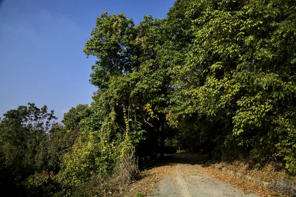 Estrada Lado Uma Encosta Que Leva Bosque Com Céu Claro — Fotografia de Stock