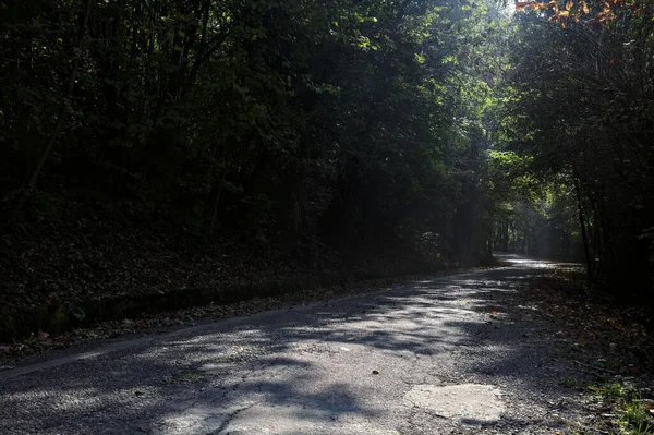 Strada Una Foresta Con Baldacchino Sopra Esso Raggi Sole Che — Foto Stock