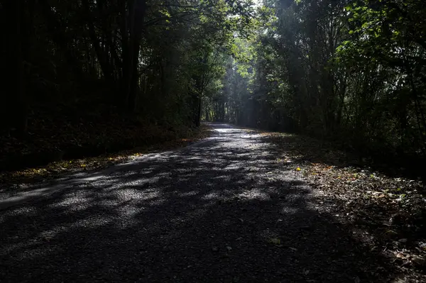 Δρόμος Δάσος Θόλο Από Πάνω Του Και Ηλιαχτίδες Που Περνούν — Φωτογραφία Αρχείου