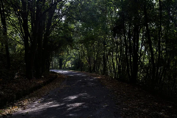 Cienista Droga Środku Lasu Jesienią — Zdjęcie stockowe
