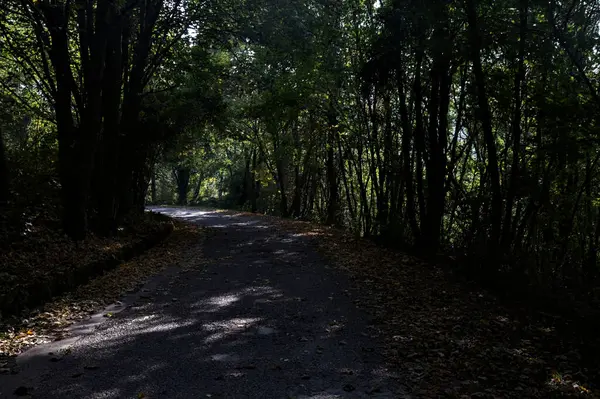 Schattige Straße Mitten Wald Herbst — Stockfoto
