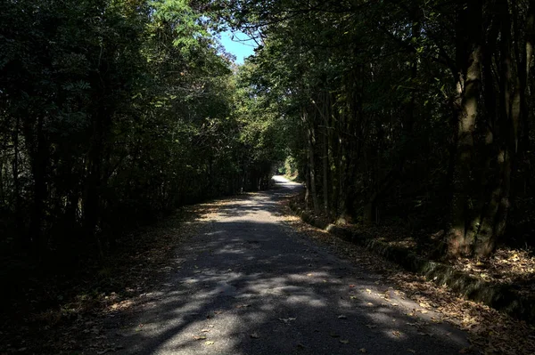 Estrada Uma Floresta Com Céu Claro Brilhante Acima Dela Emoldurado — Fotografia de Stock