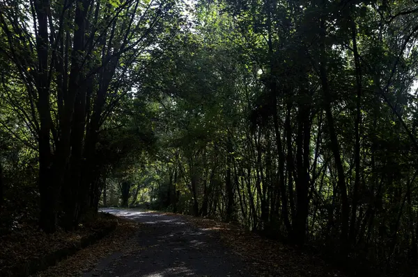 Cienista Droga Środku Lasu Jesienią — Zdjęcie stockowe
