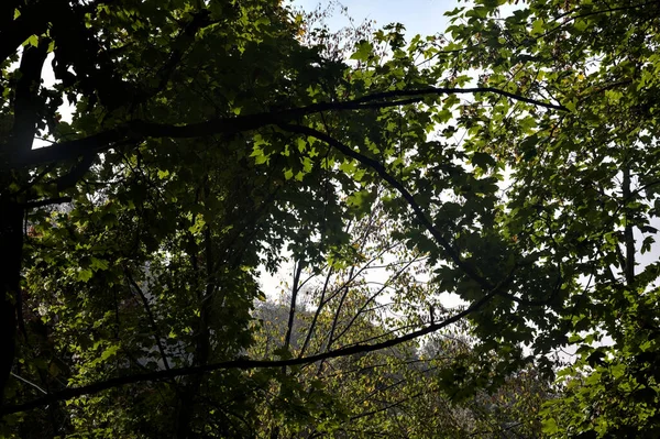 Ağaç Dalları Puslu Bir Gökyüzünü Çerçeveliyor — Stok fotoğraf