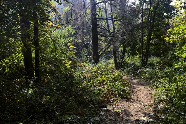 小径在山上的森林里 有一棵倒下的树 树成了拱门 — 图库照片