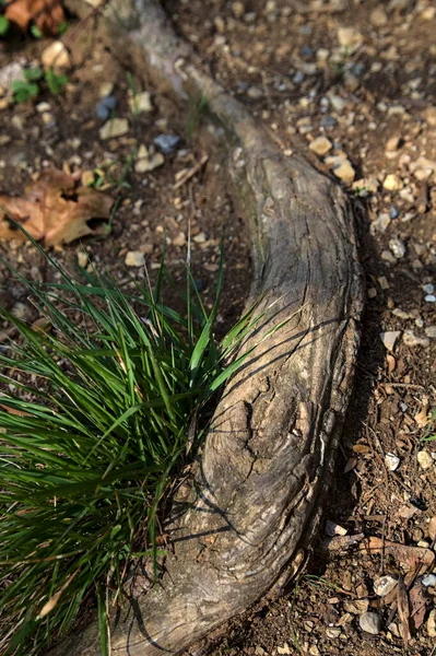 近くに見える歩道の根に生えている草の房 — ストック写真