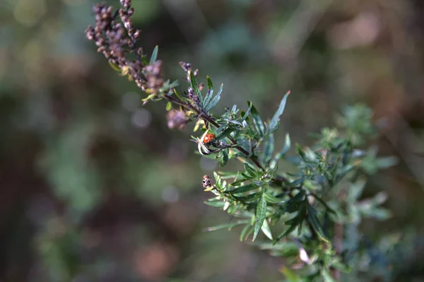 Pflanze Mit Marienkäfer Auf Einem Blatt Aus Der Nähe Gesehen — Stockfoto