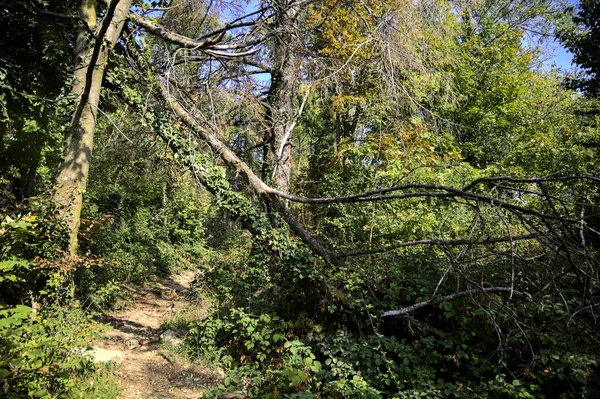 Wanderweg Wald Auf Einem Berg Mit Einem Umgestürzten Baum Der — Stockfoto