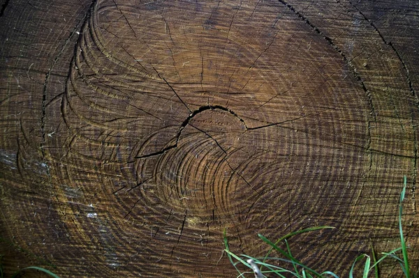 近くで見た木の幹 — ストック写真