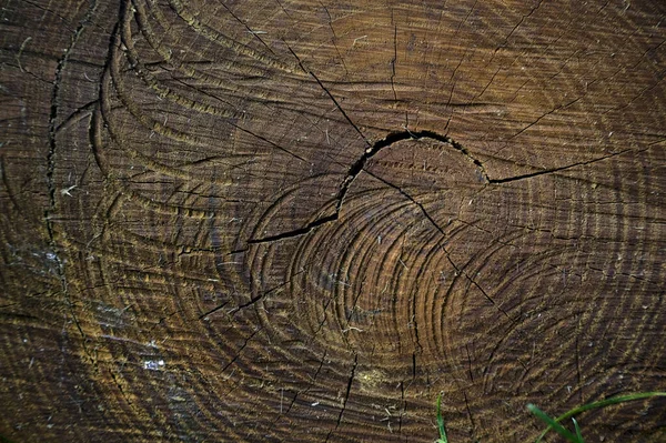 Дерево Ствол Видели Вблизи — стоковое фото